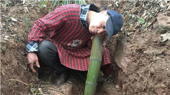 老人藏山里造古琴 似现实版扫地僧